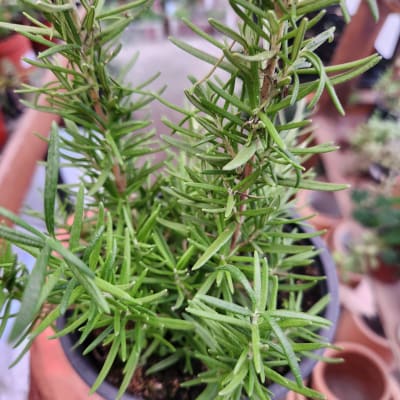 Romero Planta