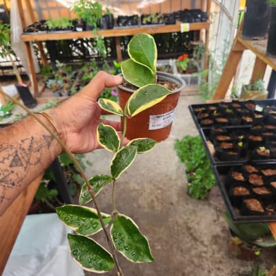 Hoya Krimson Queen