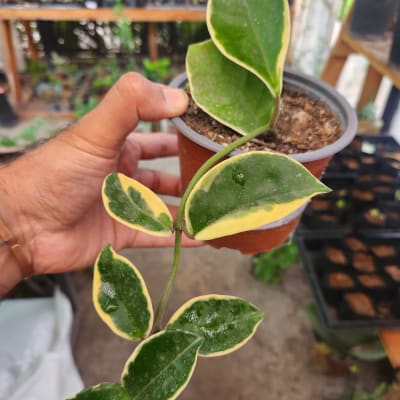 Hoya Krimson Queen