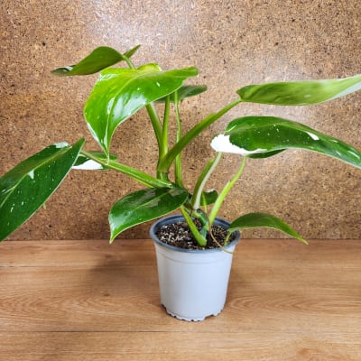 Philodendron White Wizard