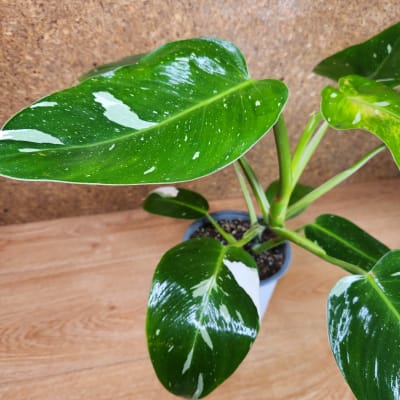 Philodendron White Wizard