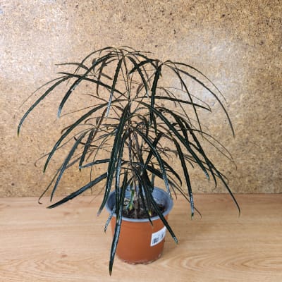 Aralia Elegantisima Maceta N°13
