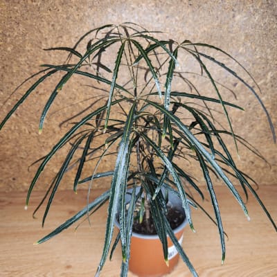 Aralia Elegantisima Maceta N°13