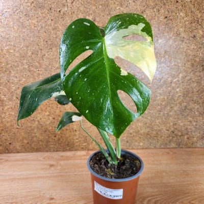 Monstera Thai Constellation