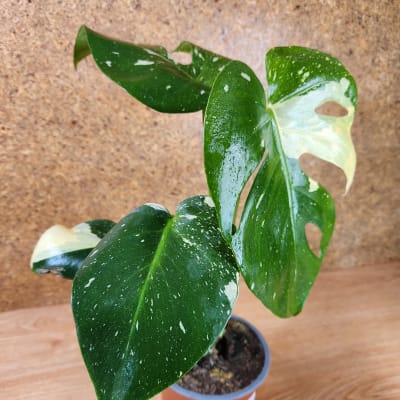 Monstera Thai Constellation
