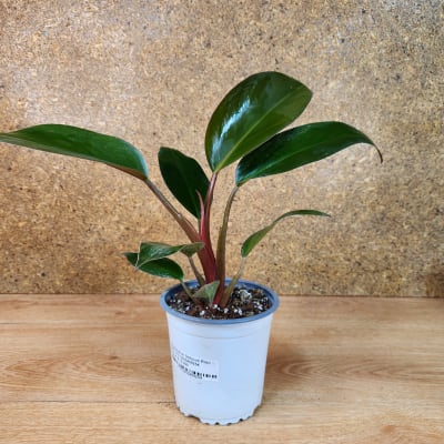 Philodendron Selloum Rojo Congo Maceta N°13