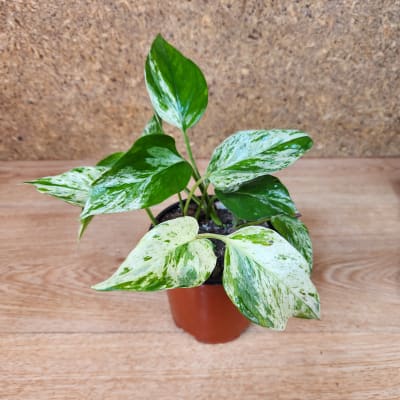 Pothus Marble Queen