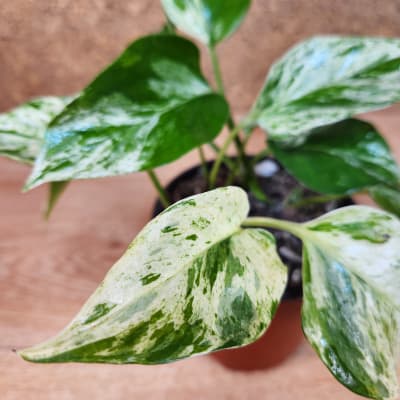 Pothus Marble Queen