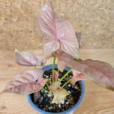 Syngonium Neon Rosado Maceta N°10