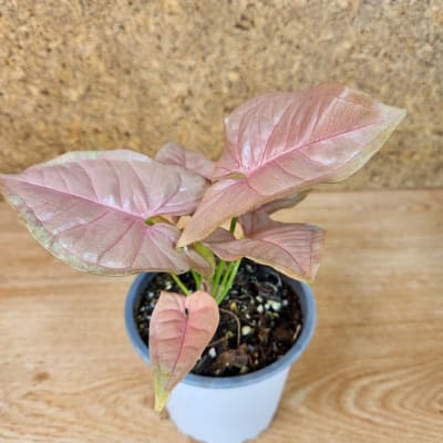 Syngonium Neon Rosado Maceta N°10