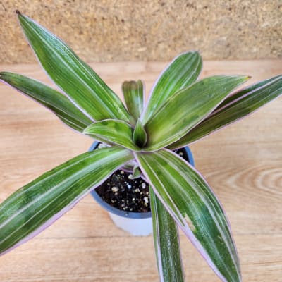 Tradescantia Spathacea Maceta N°13
