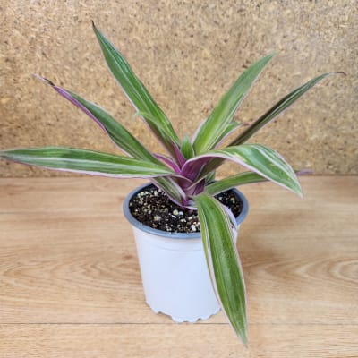 Tradescantia Spathacea Maceta N°13
