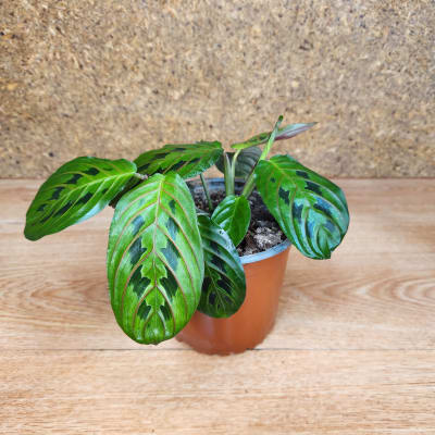 Maranta Leuconeura Maceta N°13