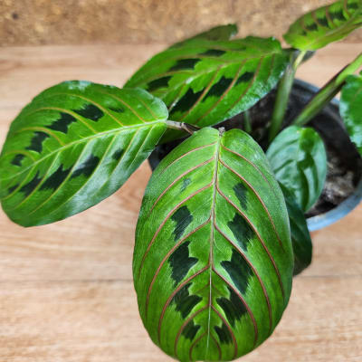 Maranta Leuconeura Maceta N°13