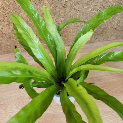 Asplenium Nidus Venus Maceta N°11