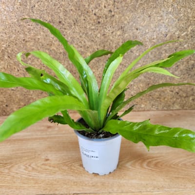 Asplenium Nidus Venus Maceta N°11