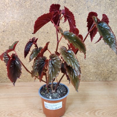 Begonia Black Magic Maceta N°12