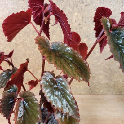 Begonia Black Magic Maceta N°12