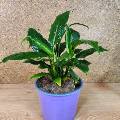 Spathiphyllum Maceta N°17