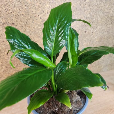Spathiphyllum Maceta N°17