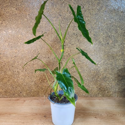 Philodendron Imbe Paraiso Verde Variegado Maceta N°13