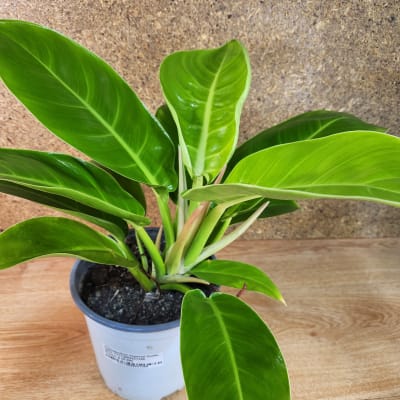 Philodendron Imperial Golden Maceta N°17