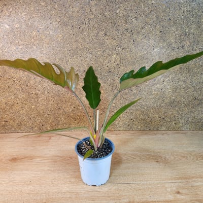 Philodendron Pluto