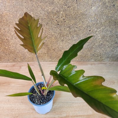 Philodendron Pluto