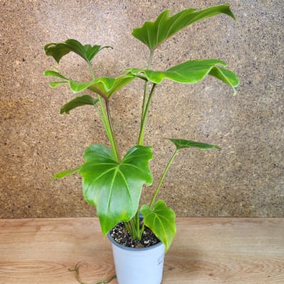 Philodendron Xanadu Maceta N°13