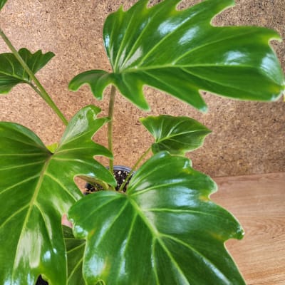Philodendron Xanadu Maceta N°13