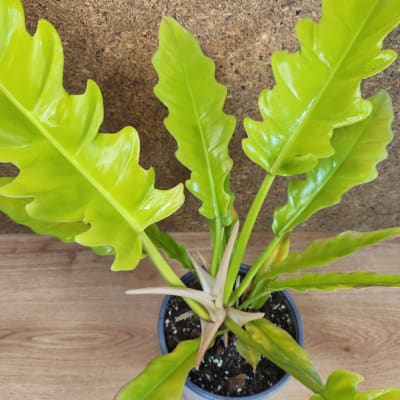 Philodendron Ring of Fire Golden