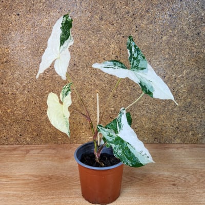 Syngonium Podophyllum Albo Variegado Maceta N°13