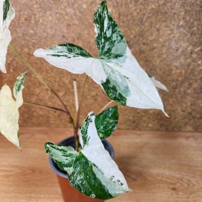Syngonium Podophyllum Albo Variegado Maceta N°13