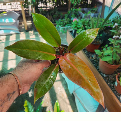 Philodendron Prince of Orange