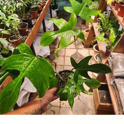 Philodendron Florida