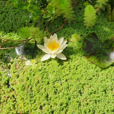 Nenufar Flor Amarilla