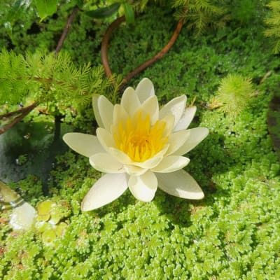 Nenufar Flor Amarilla