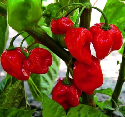 Aji Habanero Rojo
