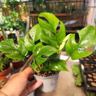 Rhaphidophora Tetrasperma