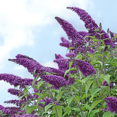 Buddleja Davidii