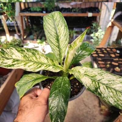 Spathiphyllum Sensation Variegado