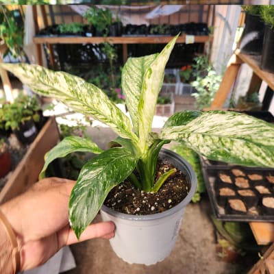 Spathiphyllum Sensation Variegado