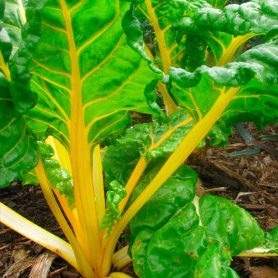 Acelga Amarilla