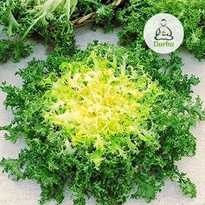 Achicoria Corazón de Oro