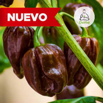 Ají Habanero (Chocolate)