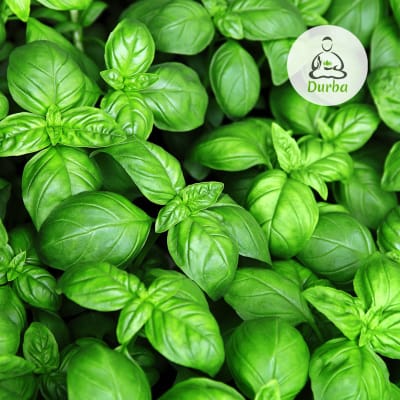 Albahaca de hoja ancha