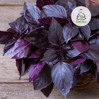 Albahaca morada