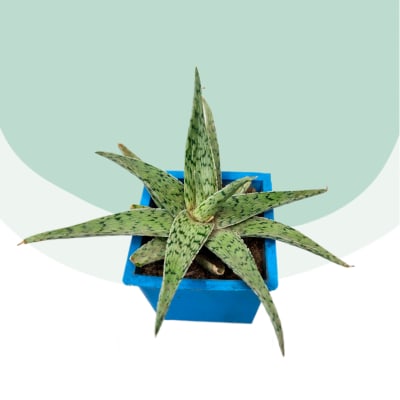 Aloe Quicksilver