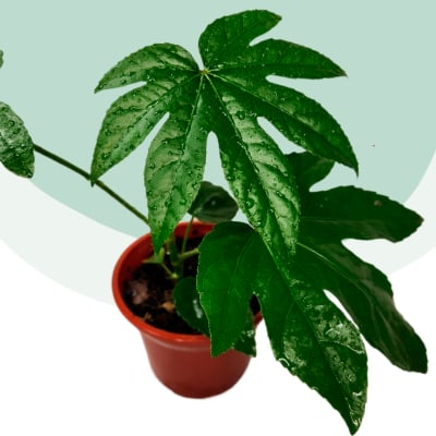 Aralia Japónica