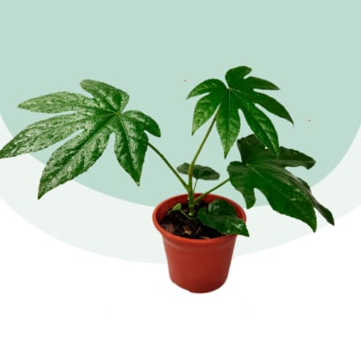 Aralia Japónica